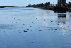 manatees