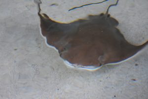 Stingray