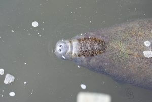 manatee