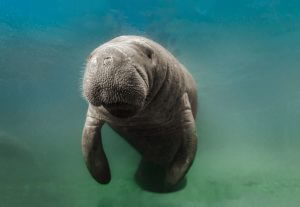 Manatee