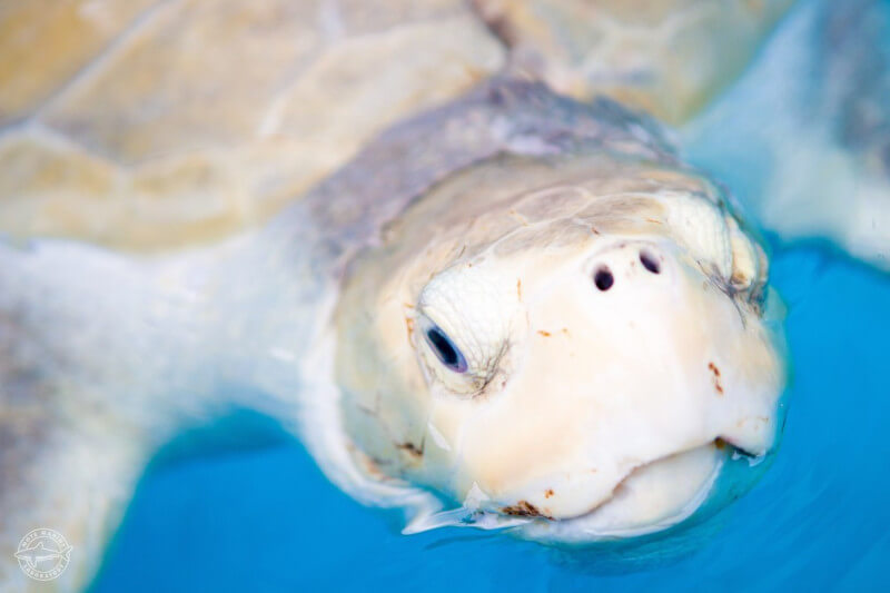 image sea turtle