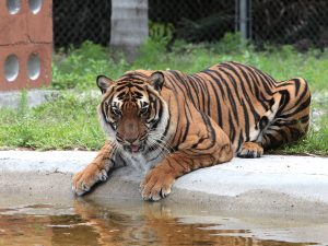 image of a tiger in Big Cat Habitat