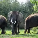Myakka elephant ranch location in usa