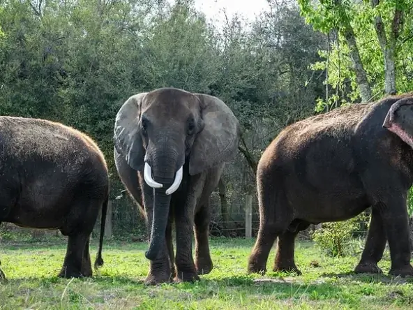 Myakka elephant ranch location in usa