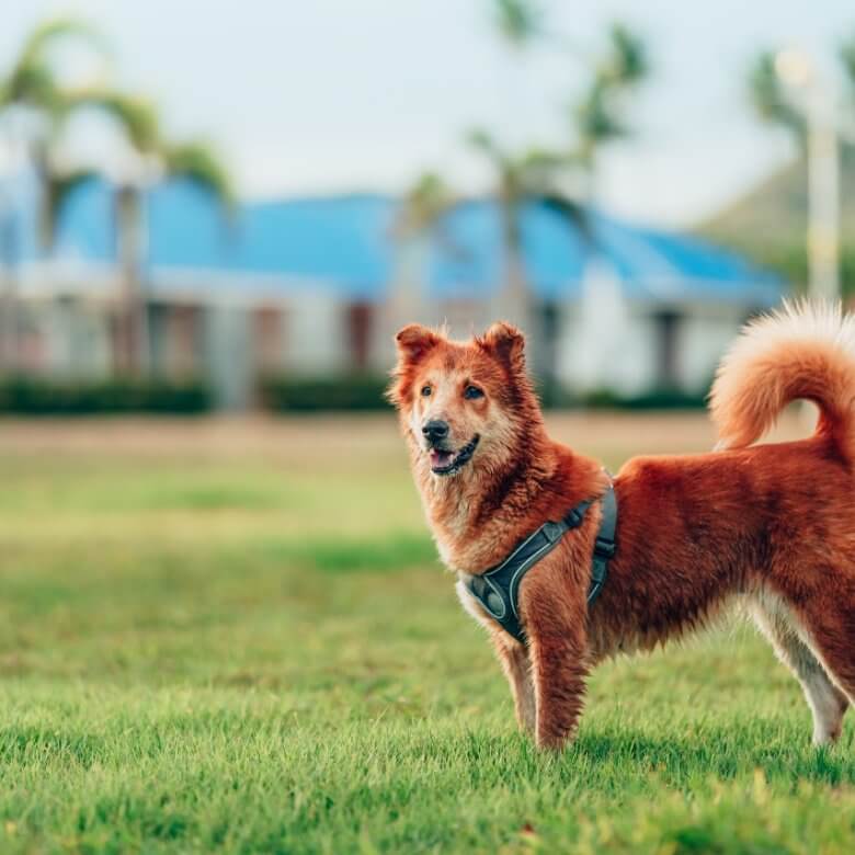 Pet-Friendly Stays on Florida’s Gulf Coast: What Dog Owners Need to Know