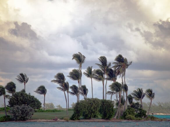 image of palm trees in the wind
