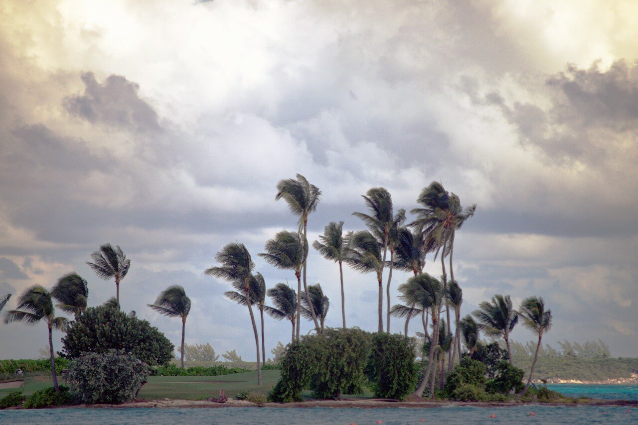 image of palm trees in the wind