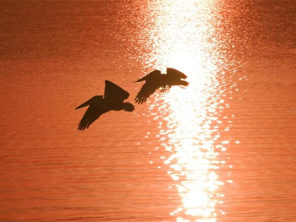 image of birds at sunset