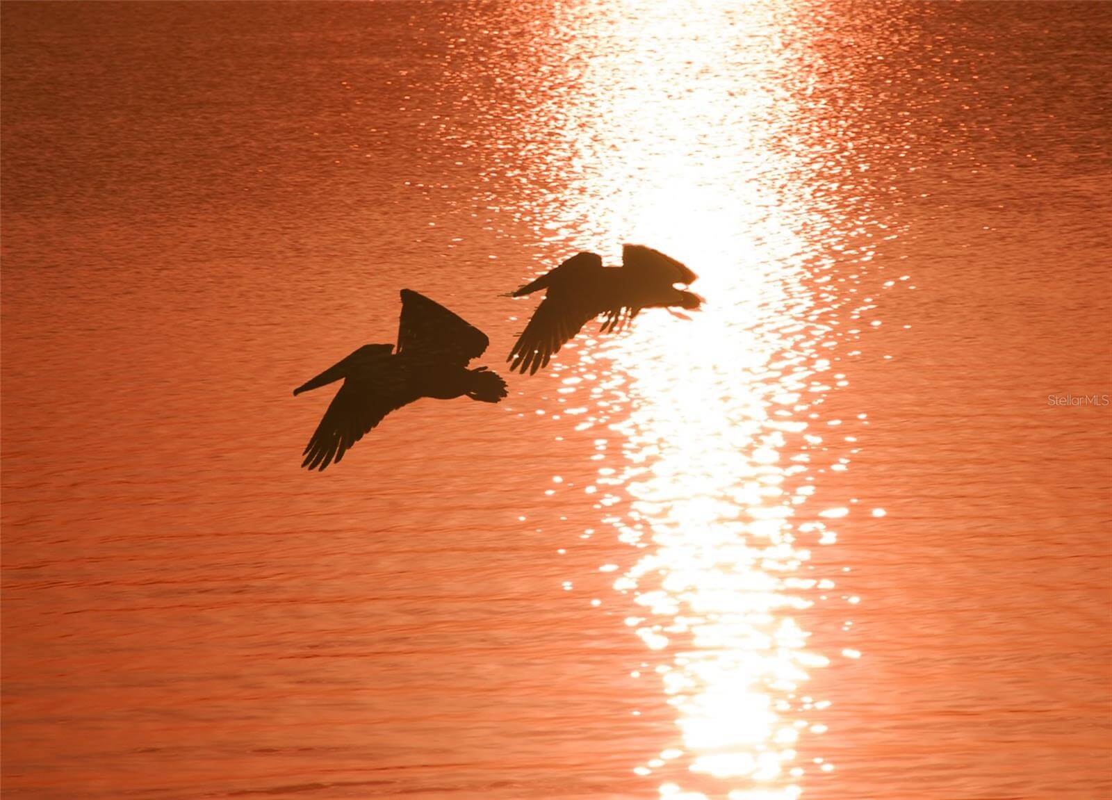 image of birds at sunset